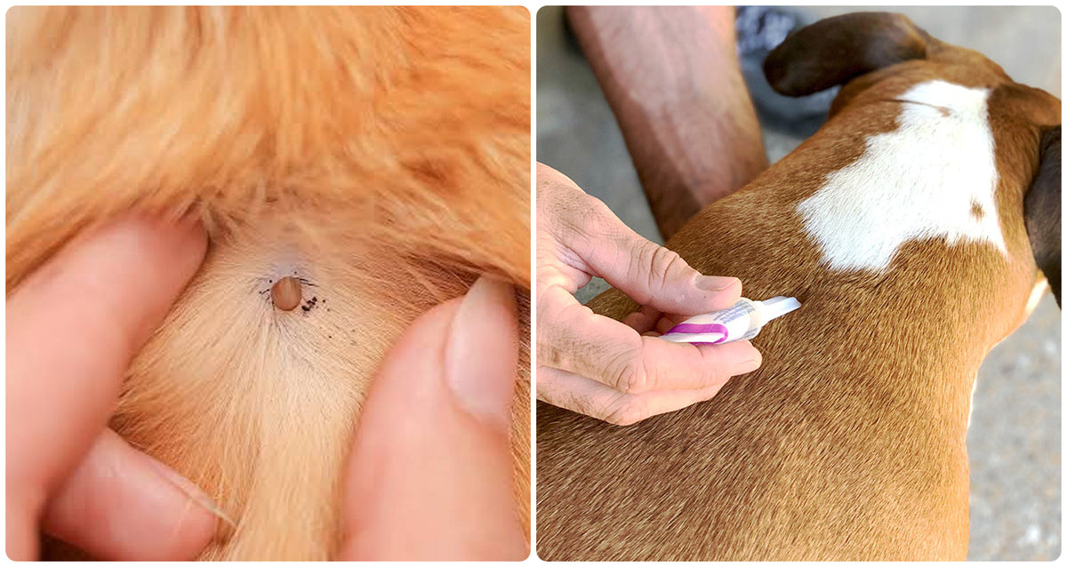 Complete Guide to Flea and Tick Prevention for Dogs and Cats in Canada