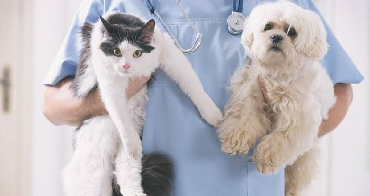 Dog and Cat Heart Disease: Medications & Management Guide