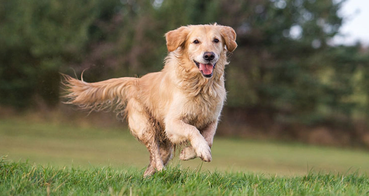 Dog Joint Health: Arthritis, Supplements & Medications Guide