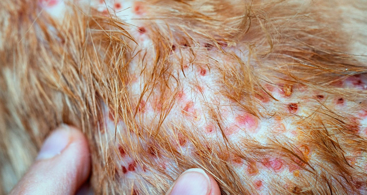 Dog Allergies and Skin Conditions: Complete Canadian Guide