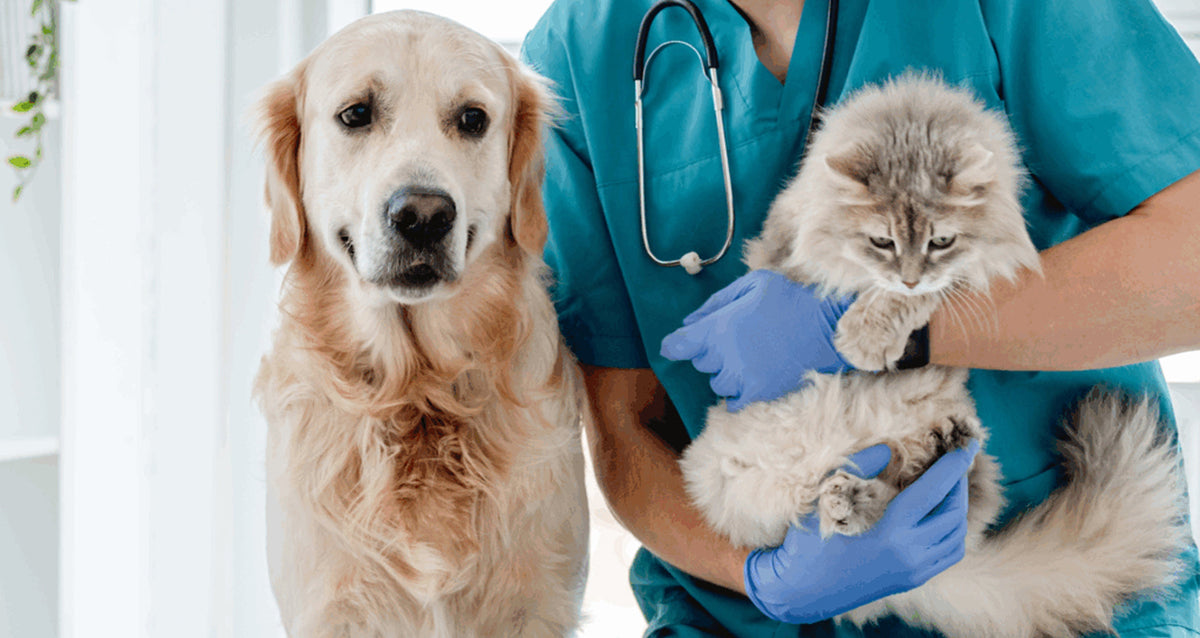 Dog and Cat Digestive Health Probiotics: GI Issues and Diet Guide
